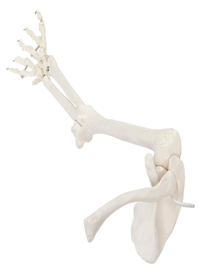 Axis Scientific Human Right Arm Skeleton Model, Accurate Skeleton Model, Arm Model Posable Skeleton Hand, Includes Arm Bone Plus Clavicle, Scapula and Articulated Hand Bone Model, Product Manual - Image 4